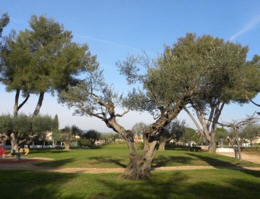 ESPACE NATURE : LE JARDIN DES OLIVIERS
